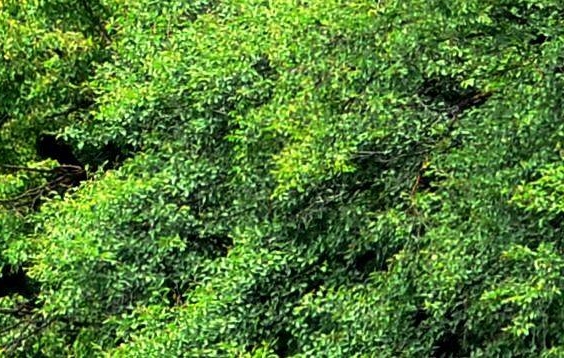 武汉科技大学是几本