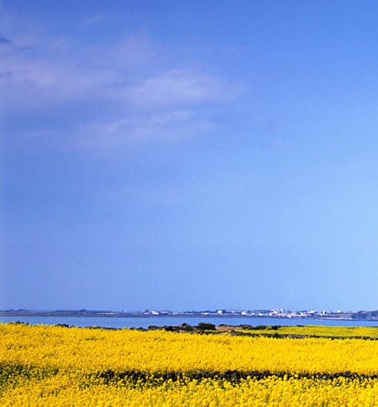 我的世界地图下载大全手机版