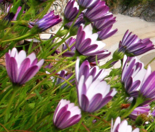 济南游乐场方特欢乐世界门票