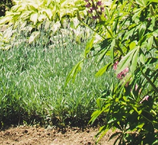 核心力量训练十大经典动作