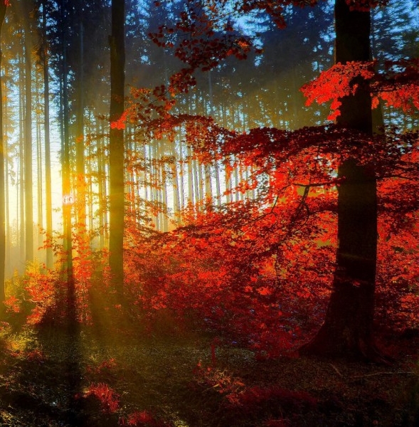 华中科技大学分数线