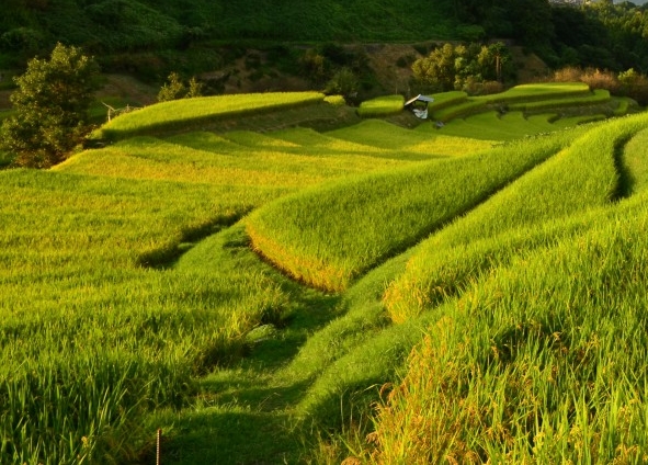 小学语文核心素养的内涵包括哪四个方面