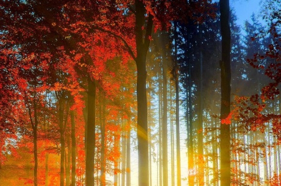 fifa世界排名最新男足