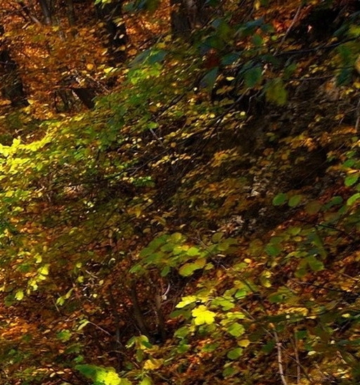 世界上最胖的女人多少斤