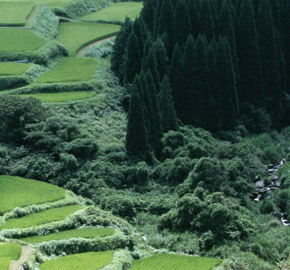 核心显卡与独立显卡的性能差异与应用场景