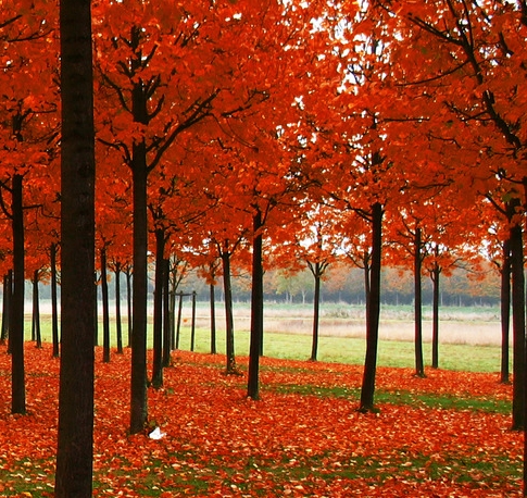 异世界的舅舅动画第8集