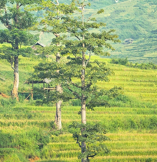 进击的巨人第一季在线观看樱花
