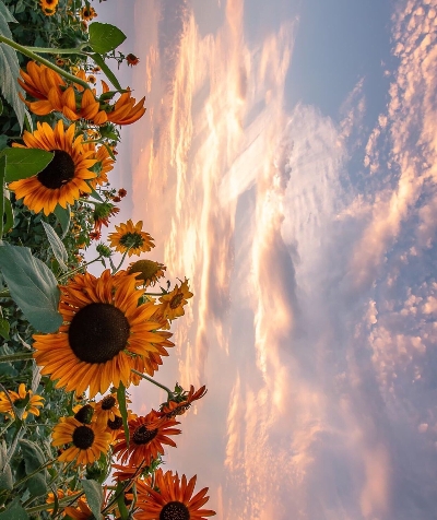 世界禁烟日在哪一天?