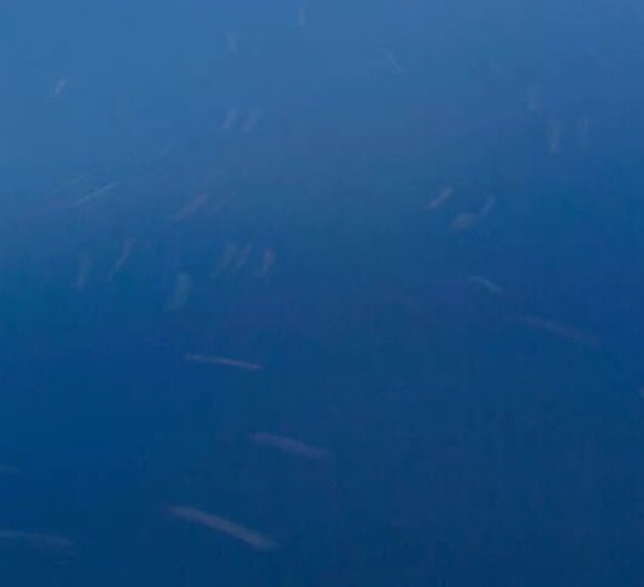 河北科技师范学院分数线2019