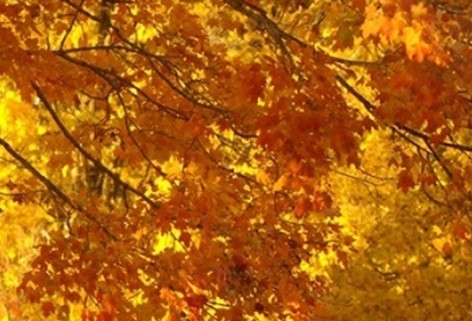 明日特攻队官网