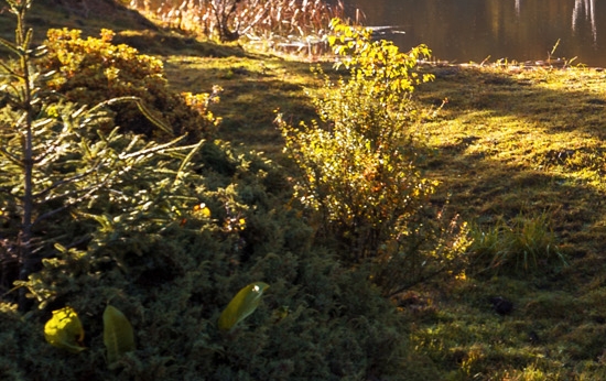 600288大恒科技股票新浪行情