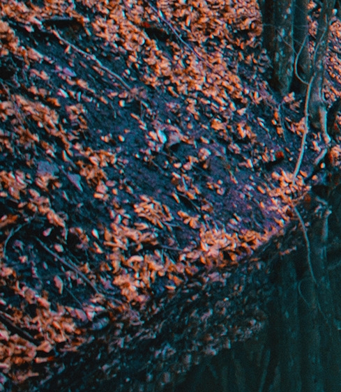 顶级大佬在综艺节目上爆红了小说