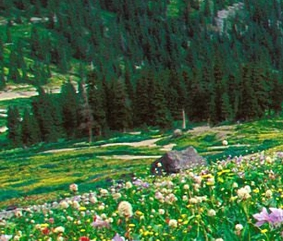 科技部创新人才推进计划申报通知