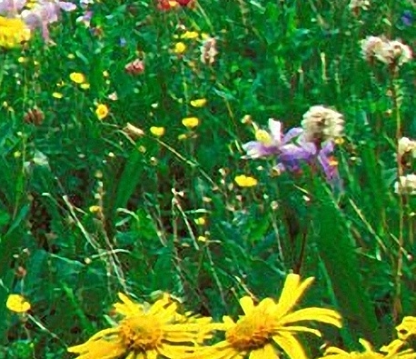 世界野生动植物日及世界野生动植物日主题介绍