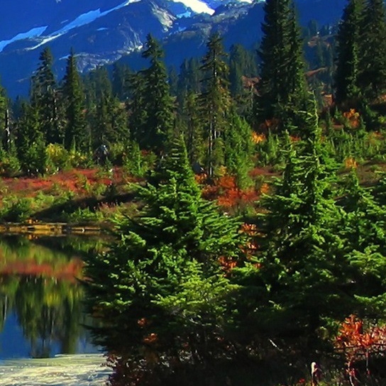 世界上有没有食人花这种植