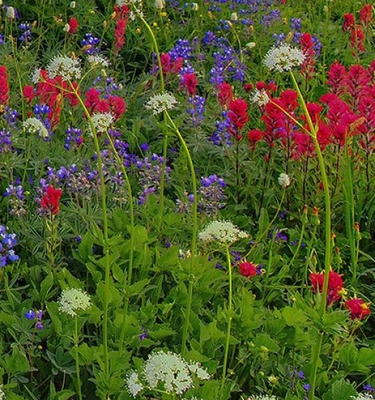 魔兽世界灰烬使者任务流程