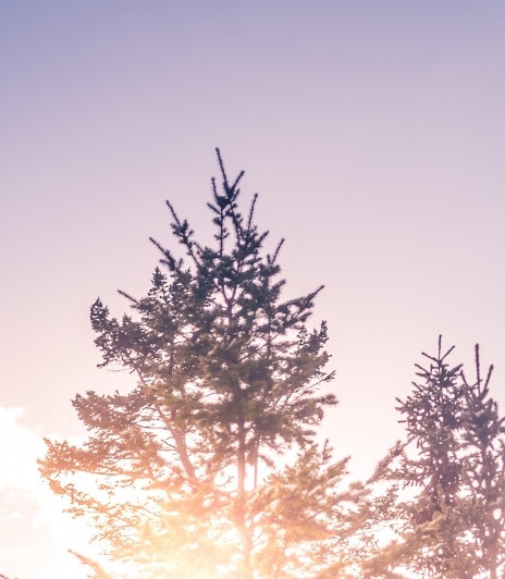 出生点在大型村庄的种子