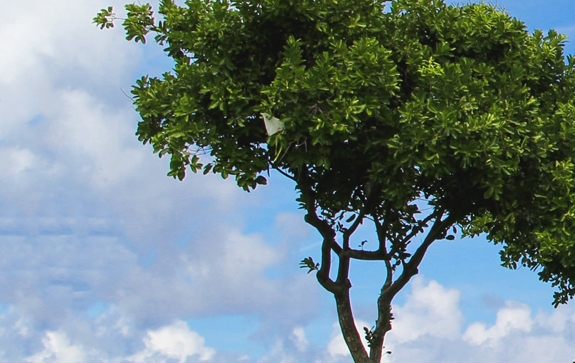 澳门科学馆坐什么车