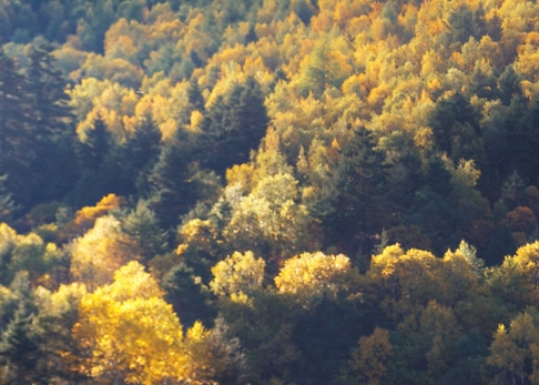 世界上最贵的洋娃娃