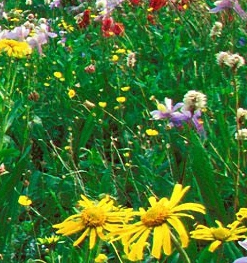 猪猪侠5免费观看全集