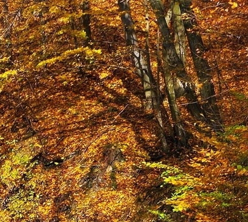 南京诺唯赞生物科技有限公司官网