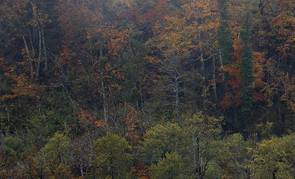 企鹅是否可以生活在赤道附近