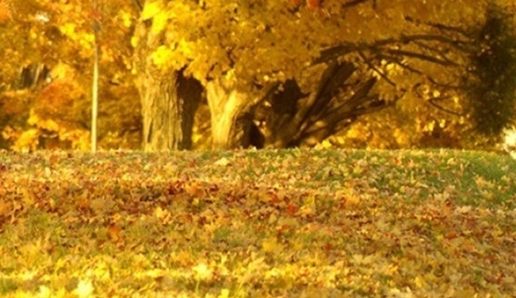 广州市科技计划项目2023