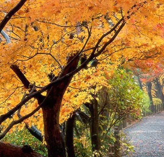 电子科技大学成都学院认可度