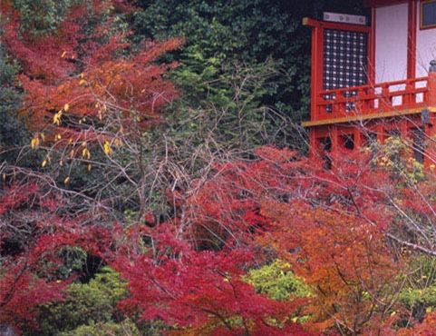 德国发动第一次世界大战的原因