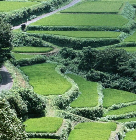 博彦科技股票历史交易数据