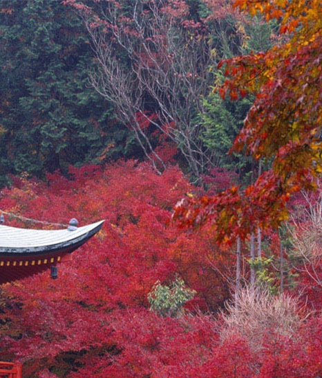 陕西省科技局王童