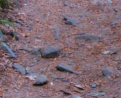 2006世界杯冠军亚军