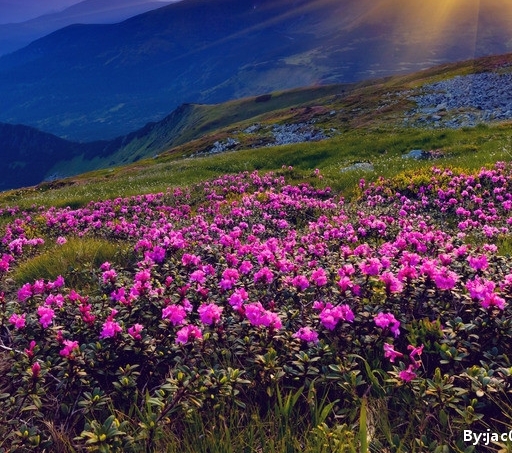 动物世界豆瓣评分