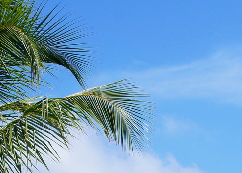 世界上最美的公主裙图片