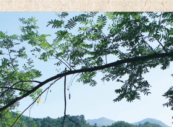 电商ERP助力全球化 | 精确分析,高效管理一站式解决方案