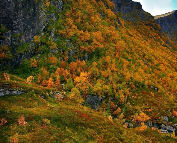 世界上最大的一颗珍珠