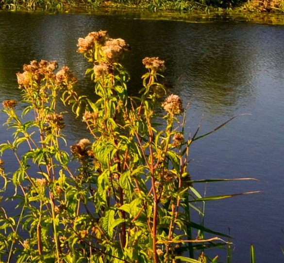 四川和邦生物科技股份有限公司