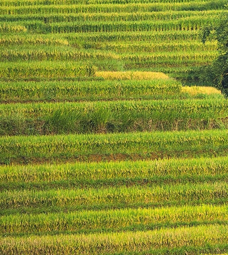 中国经济复苏的世界意义和影响