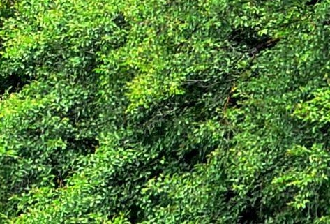 上海科技馆门票网上怎么预约