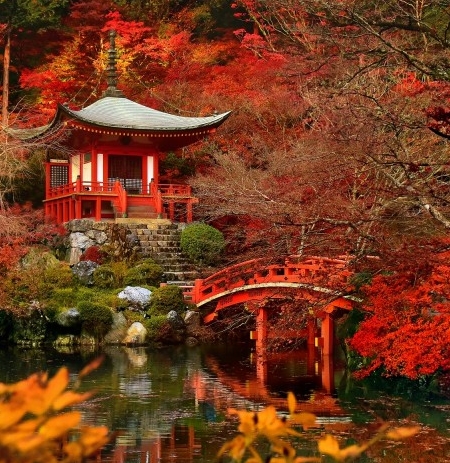 世界上最大的鸟叫什么名字