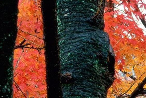 问题儿童都来自异