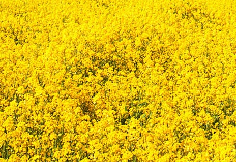 统一支付平台学生自助缴费