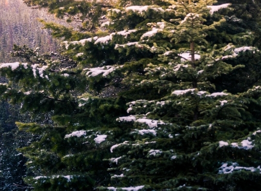 精灵世界的底层训练家