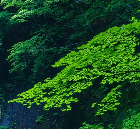 电商系统开发与电商平台开发：打造全新购物体验，引领行业发展潮流