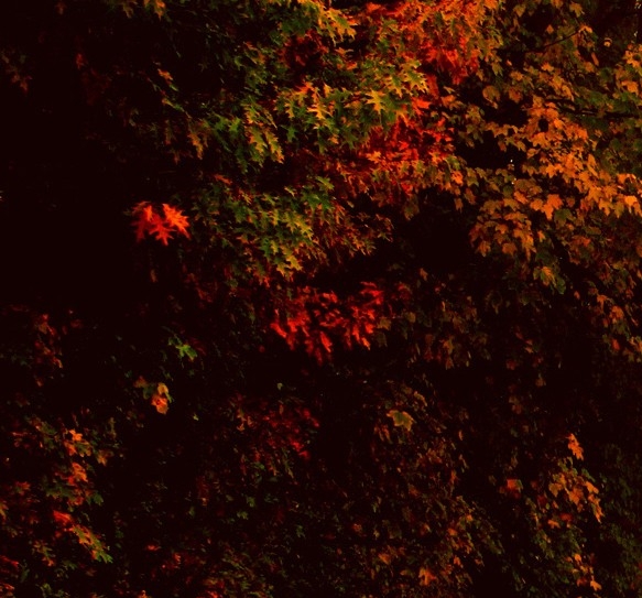 海南科技馆项目地址