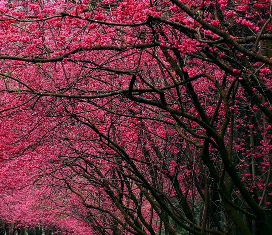 北京迈格威科技有限公司是500企吗