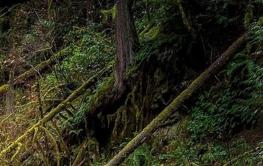 山东煤炭科技杂志官网