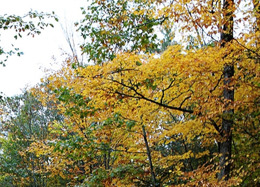 世界可能是虚拟的