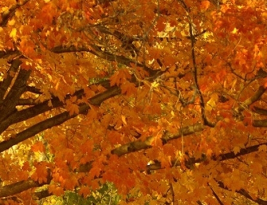 北京科技大学一共有几位院士