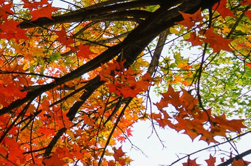 华天科技招聘进去咋样